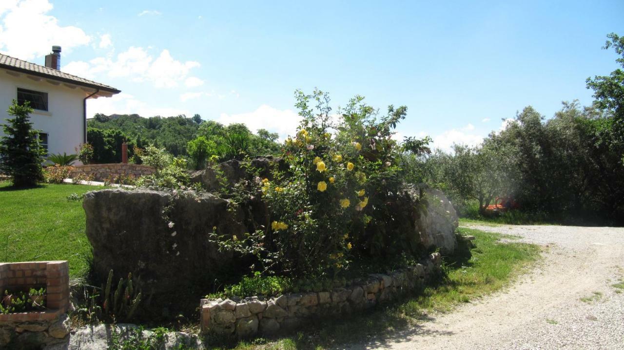 Macchia D'olmo